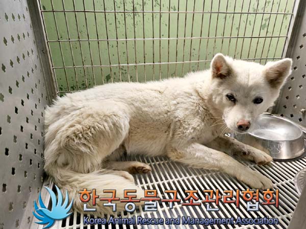 한국동물구조관리협회_441406202300652