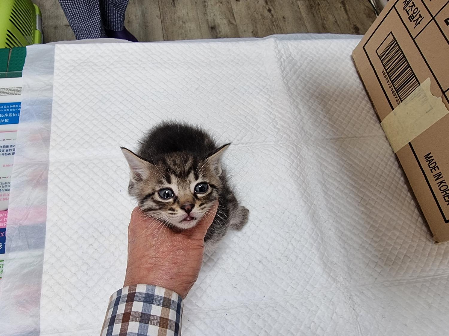 경동동물병원_428349202300417