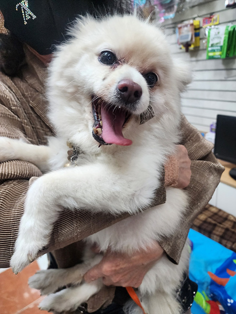 삼산종합동물병원_428354202300597