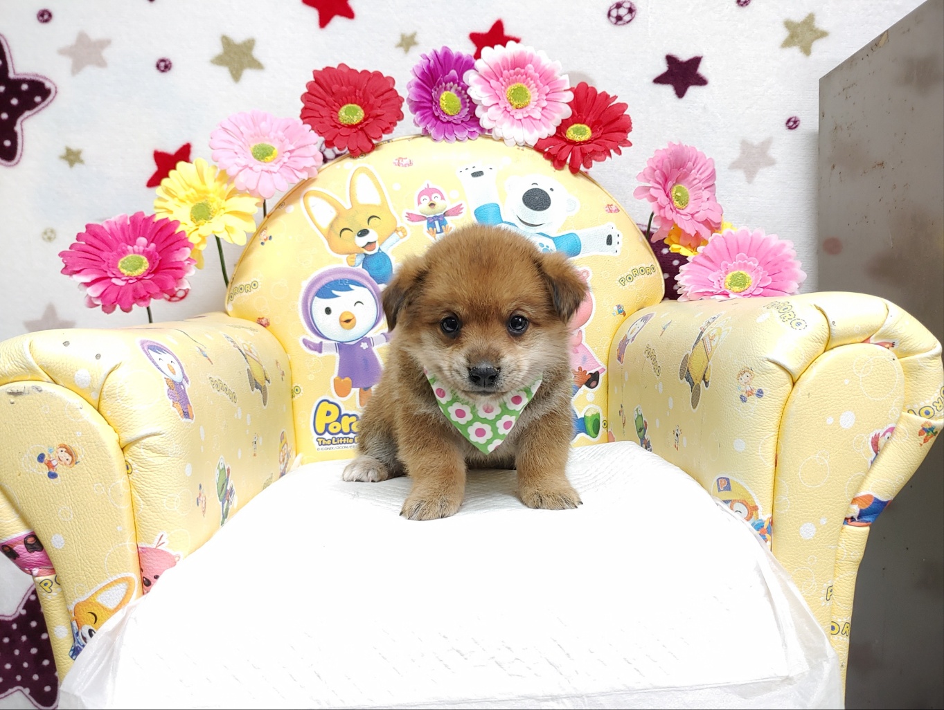 창원유기동물보호소_448567202300732