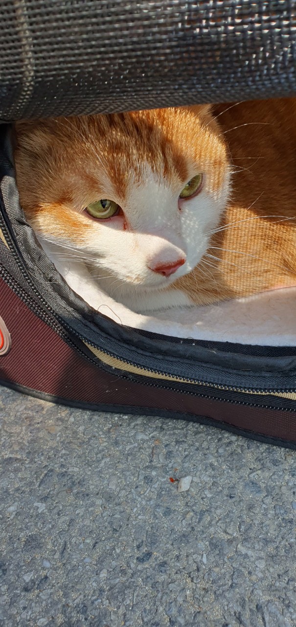 강릉시 동물사랑센터_442420202300217