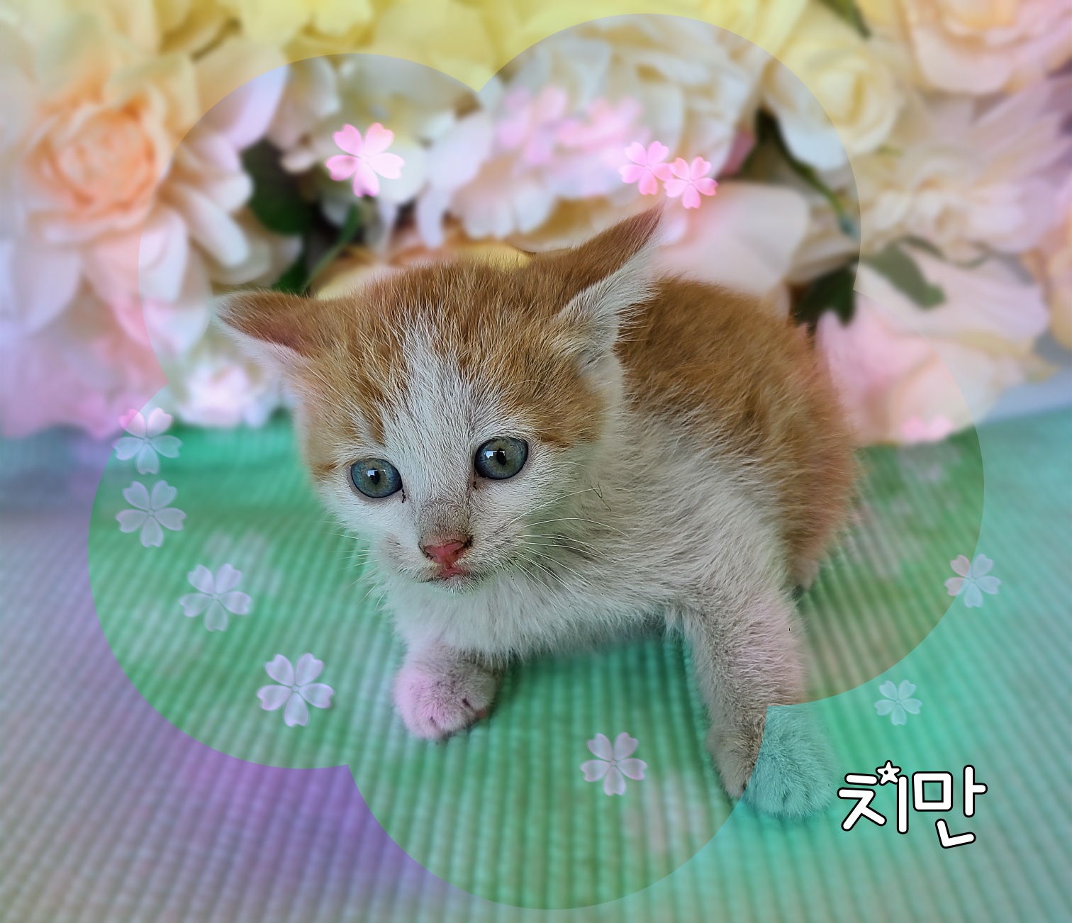군산유기동물보호센터_445467202300846