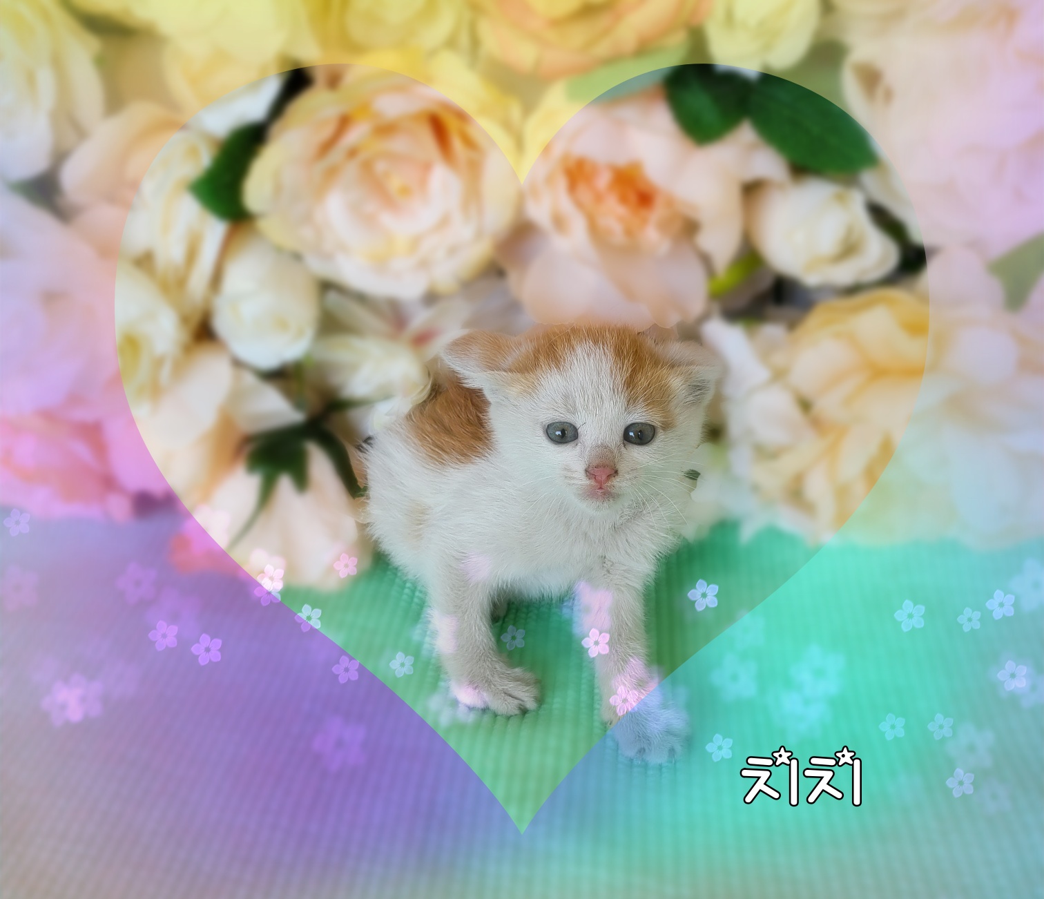 군산유기동물보호센터_445467202300847