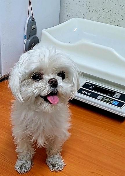 수원시 동물보호센터_441374202300441