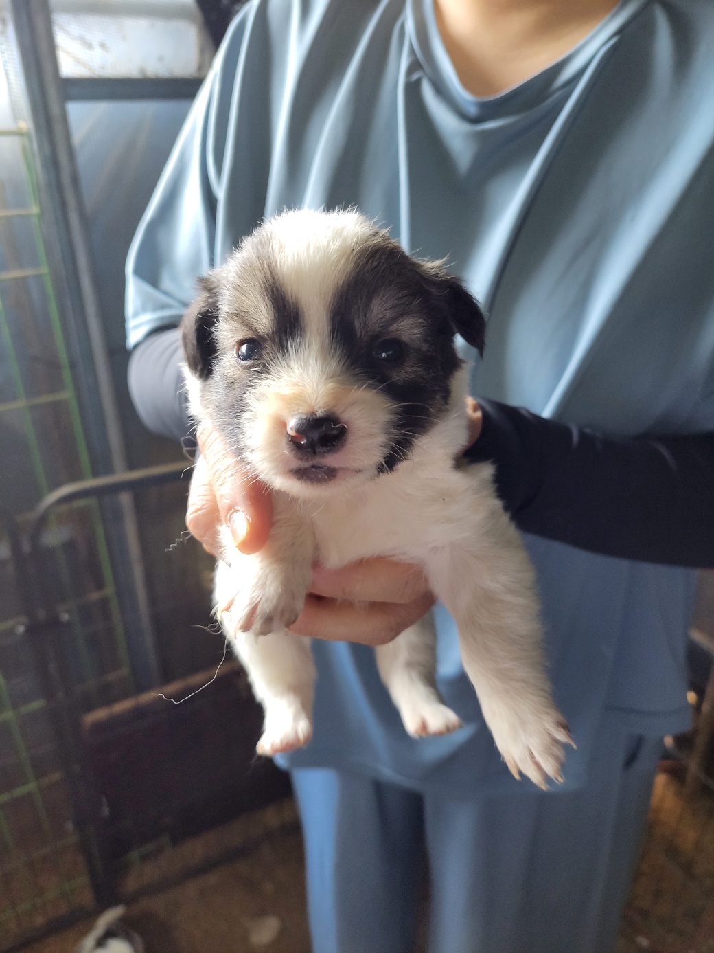 금일동물보호센터_444460202300505