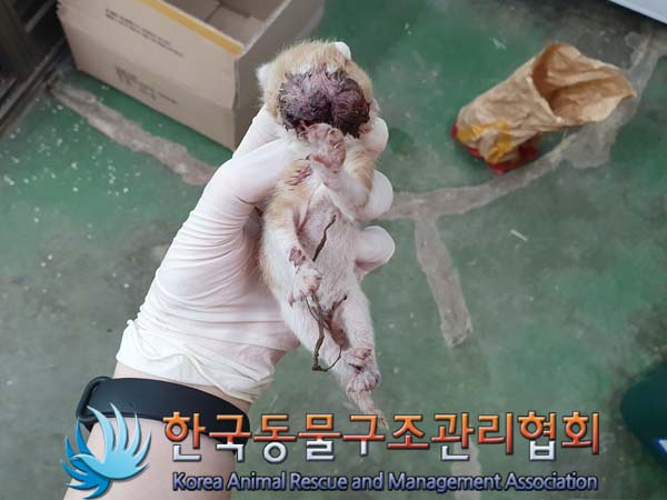 한국동물구조관리협회_411323202300399