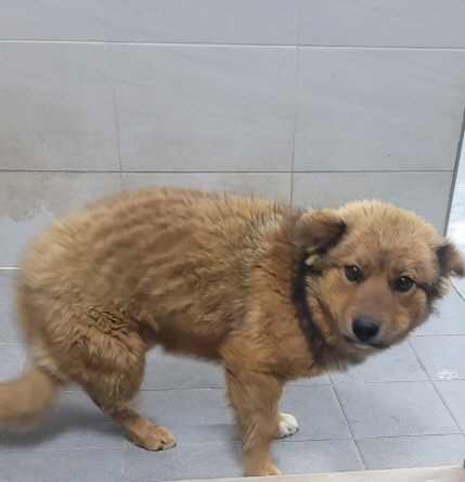 영천유기동물보호센터_447510202300120