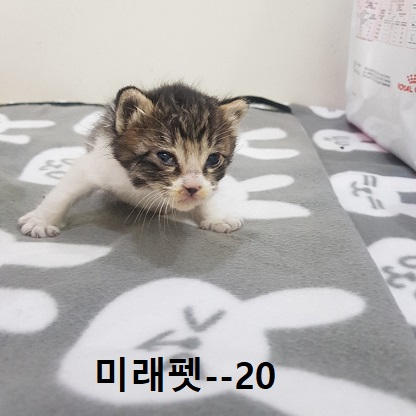 미래펫동물병원_431370202300364