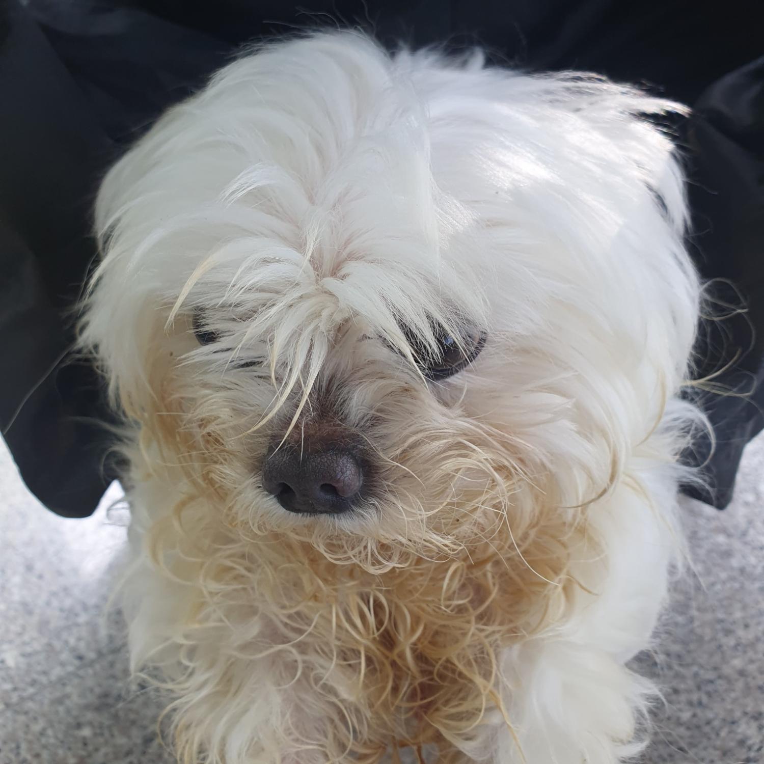 구미시 동물보호센터_447508202300704