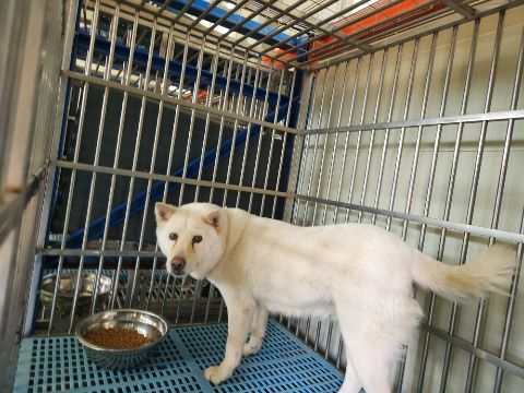 충주시동물보호센터_443439202300284