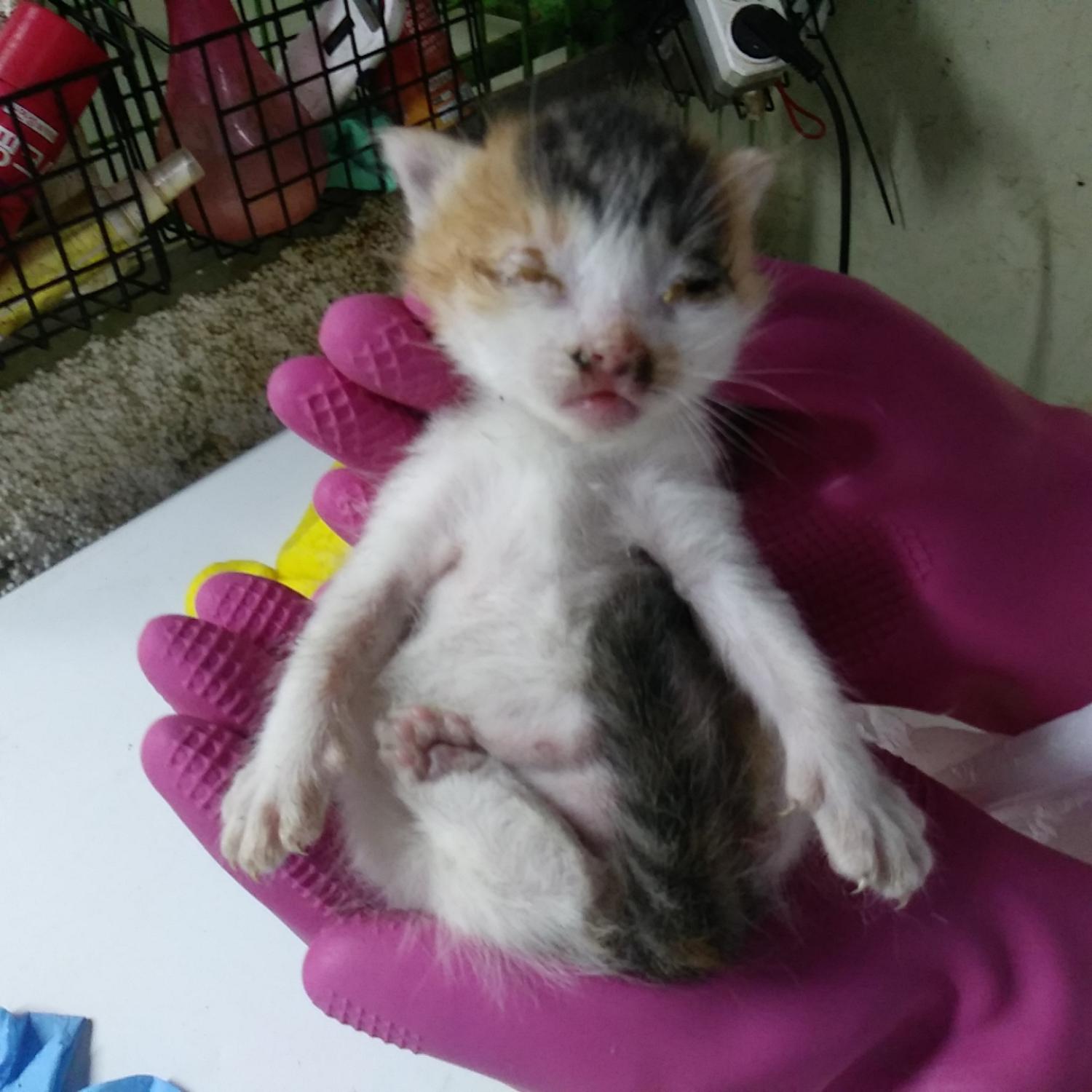 인천광역시수의사회_428351202300383