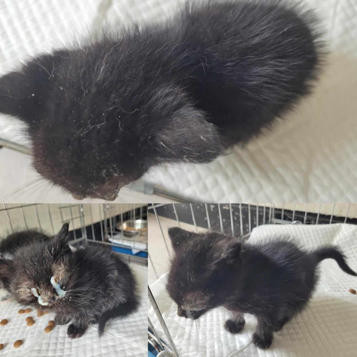 논산시 동물보호센터_444454202300309