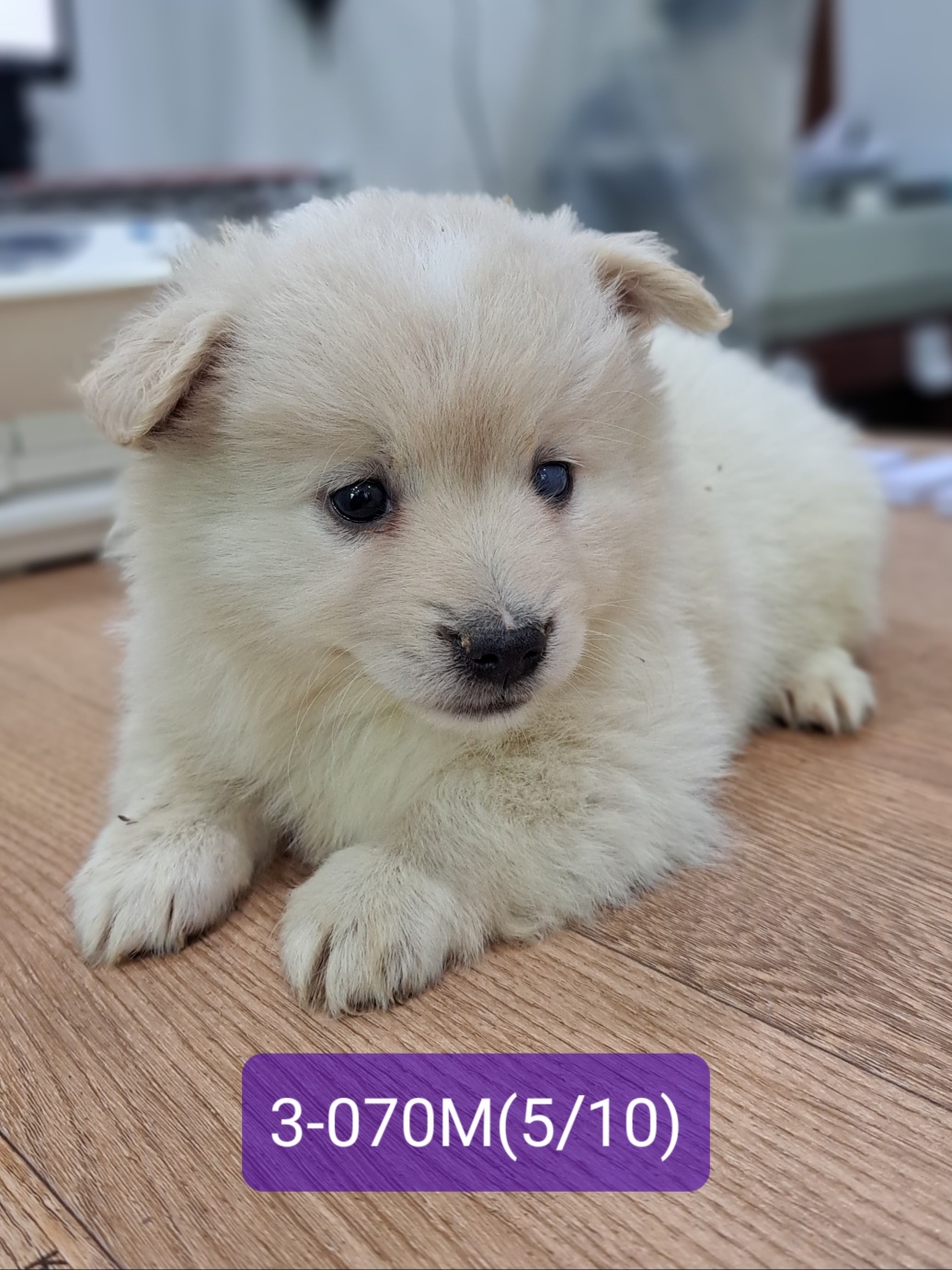 고성군유기동물보호소_448542202301169