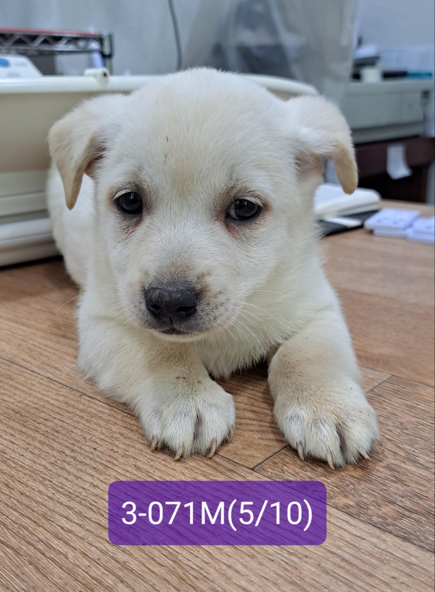 고성군유기동물보호소_448542202301170