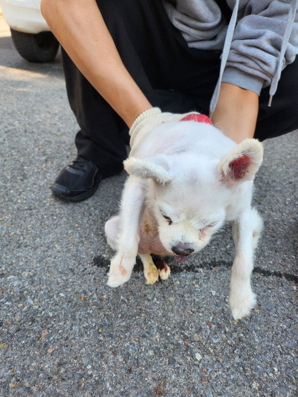 태백유기동물_442422202300278