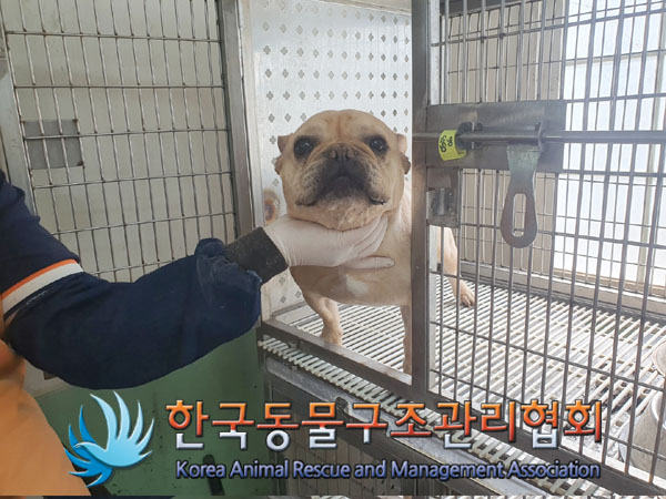한국동물구조관리협회_441559202300369