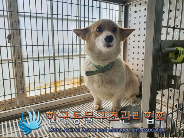 한국동물구조관리협회_441409202300725
