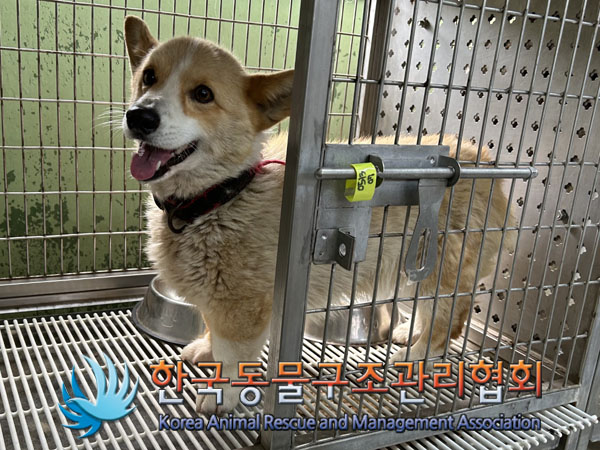 한국동물구조관리협회_441414202300313