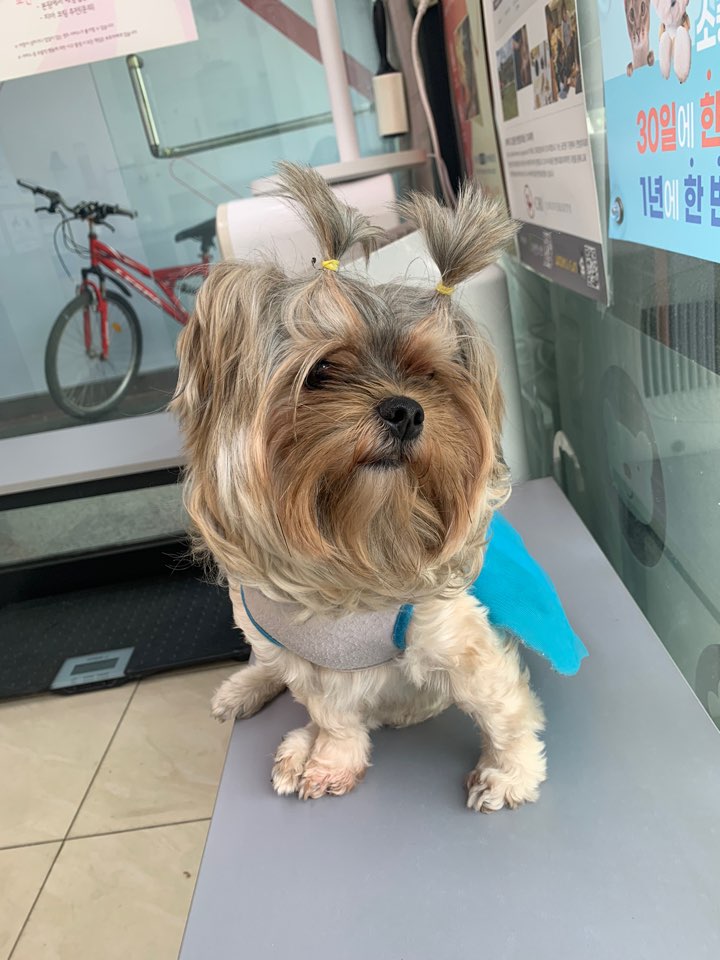 cj동물병원_441386202300539