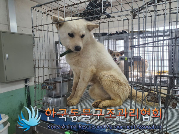 한국동물구조관리협회_441560202300524