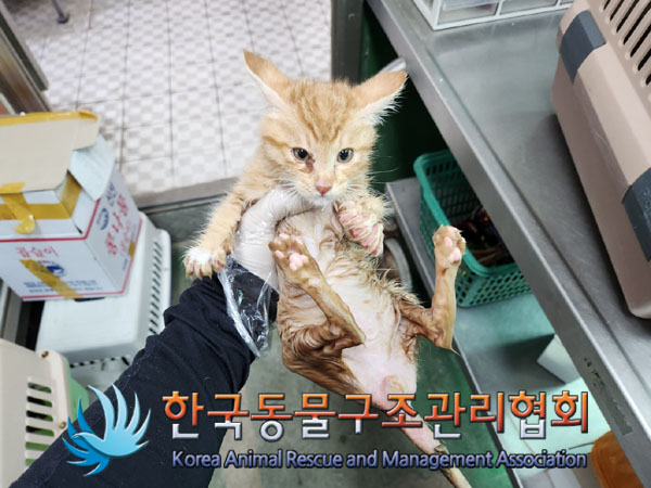 한국동물구조관리협회_411300202300174