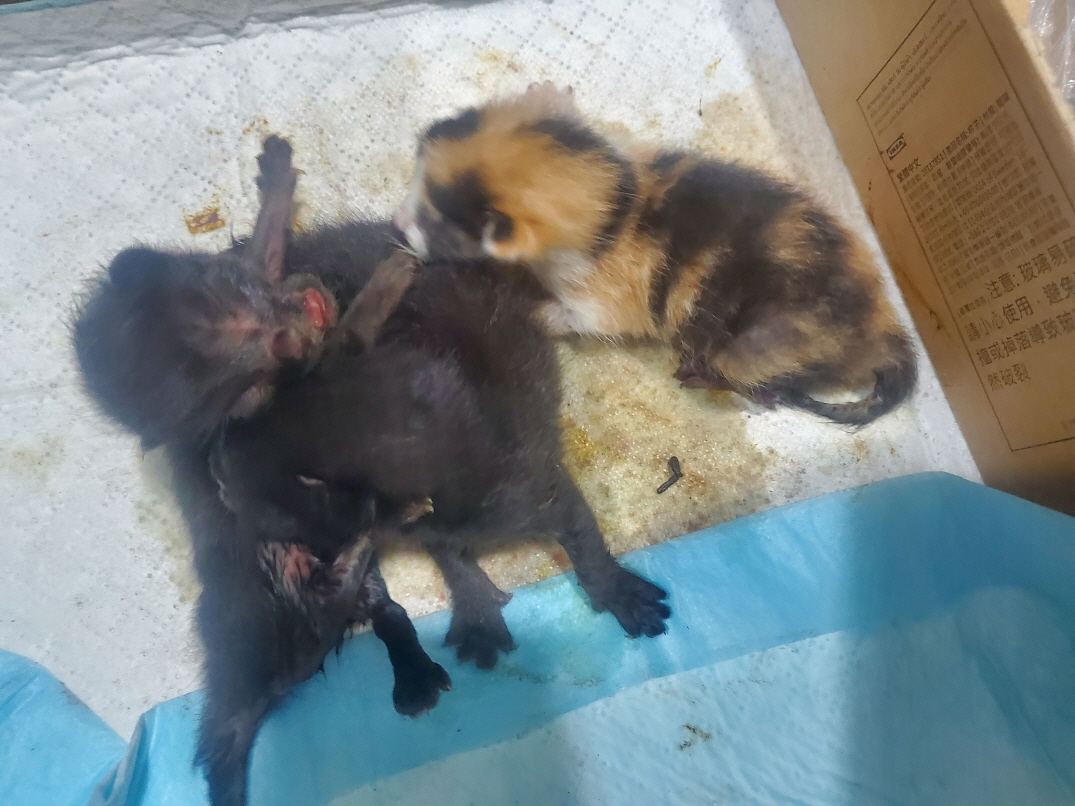 남산동물병원_411302202300249