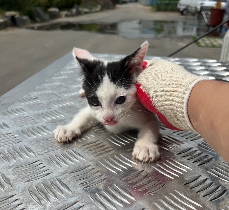 부산동물보호센터_426332202300164