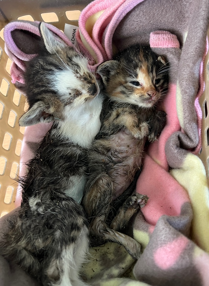 부산동물보호센터_426326202300127
