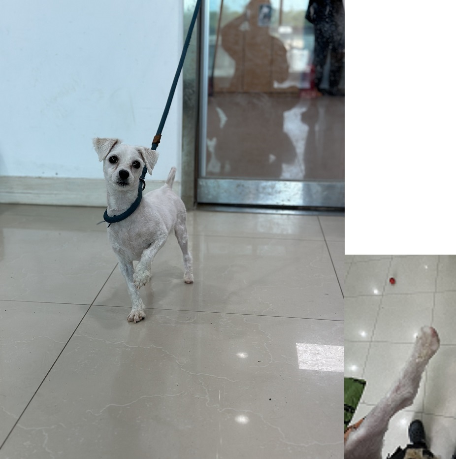 반려동물보호센터_443571202301458