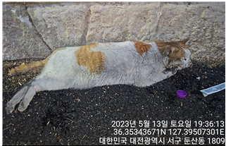 대전동물보호센터_430366202300286