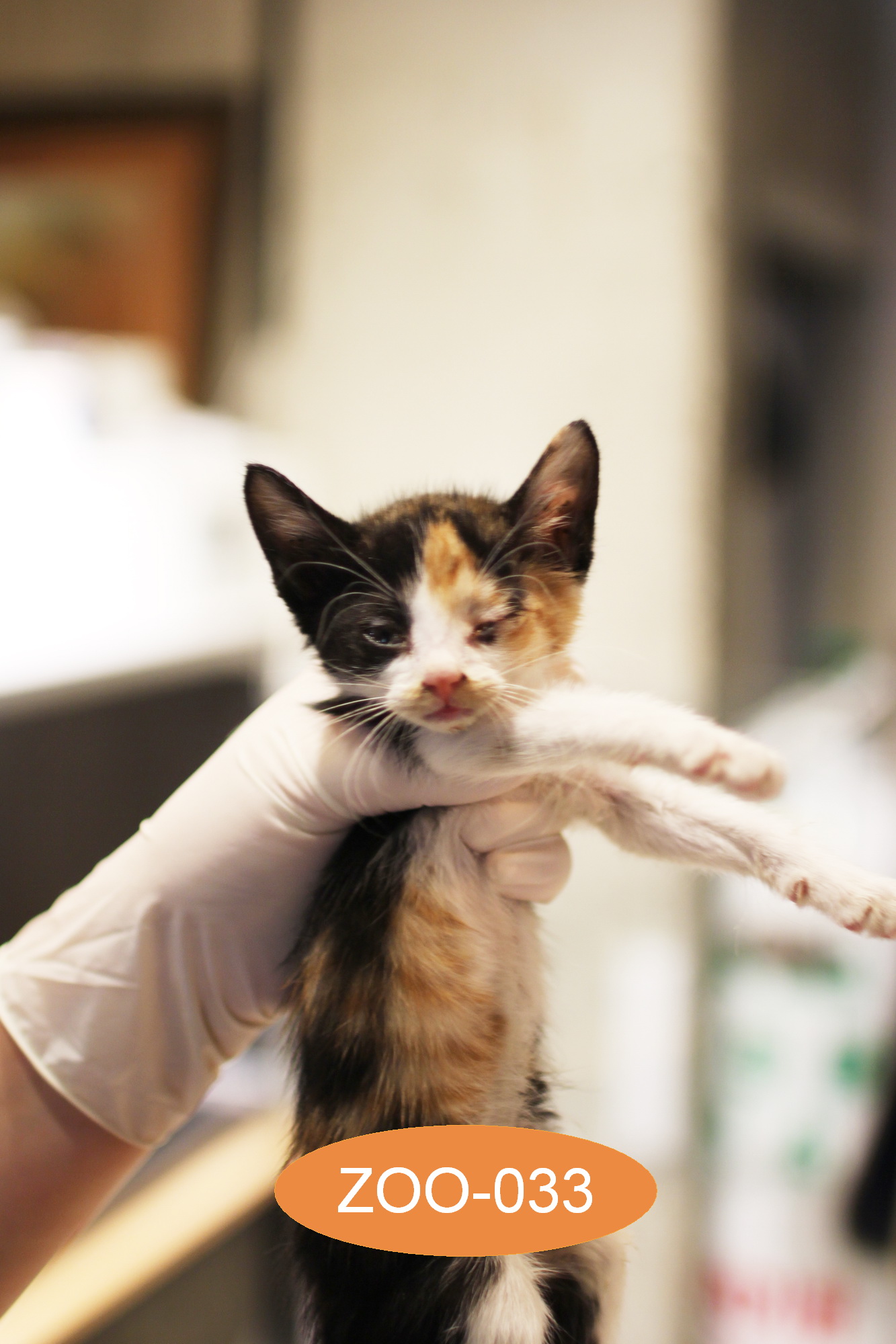 주동물병원_431370202300370