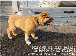 대전동물보호센터_430366202300285