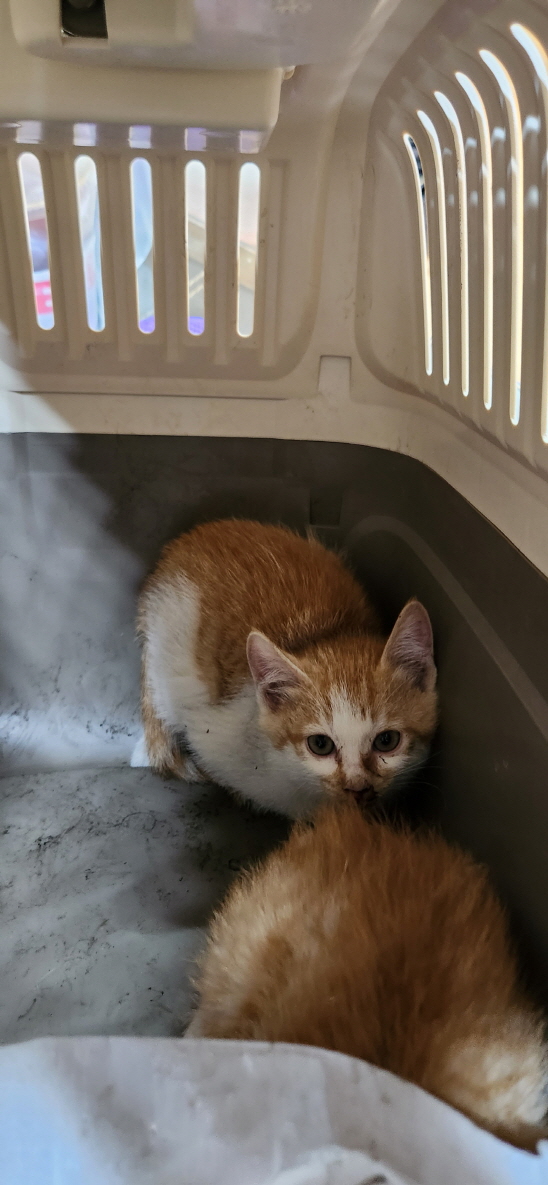 익산유기동물보호소_445468202300982