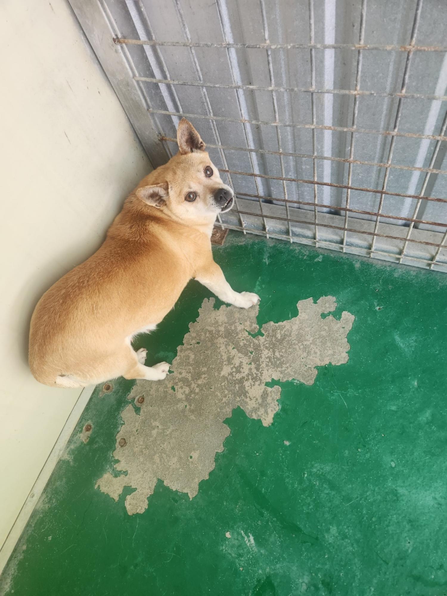 예천군유기동물보호소_447523202300357