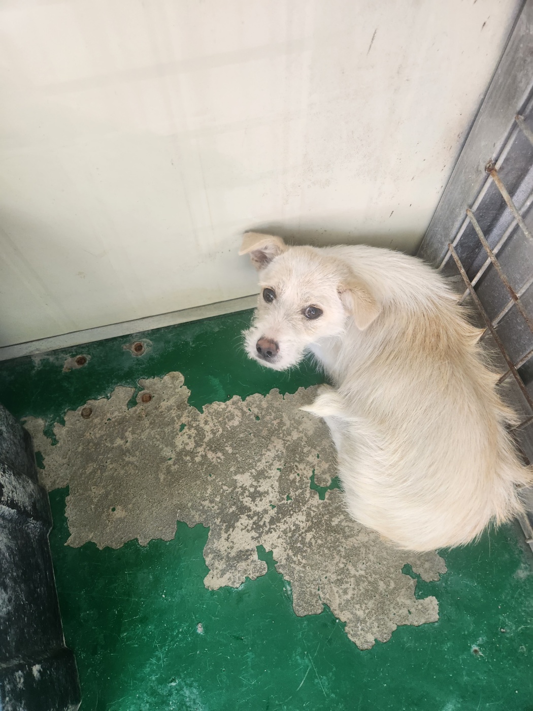 예천군유기동물보호소_447523202300358
