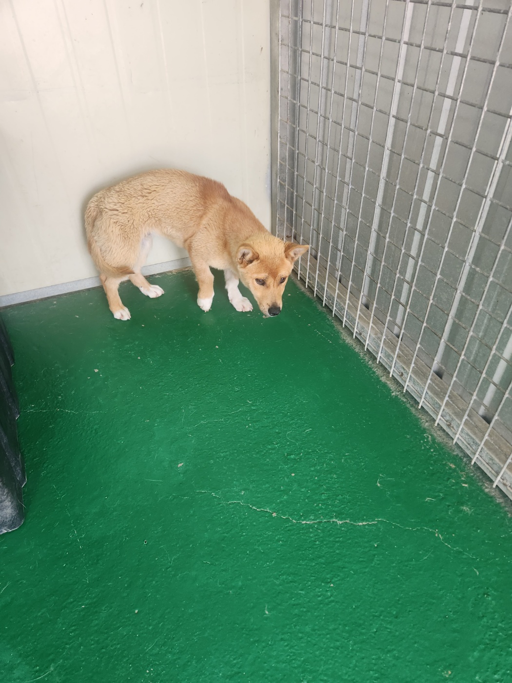예천군유기동물보호소_447523202300359