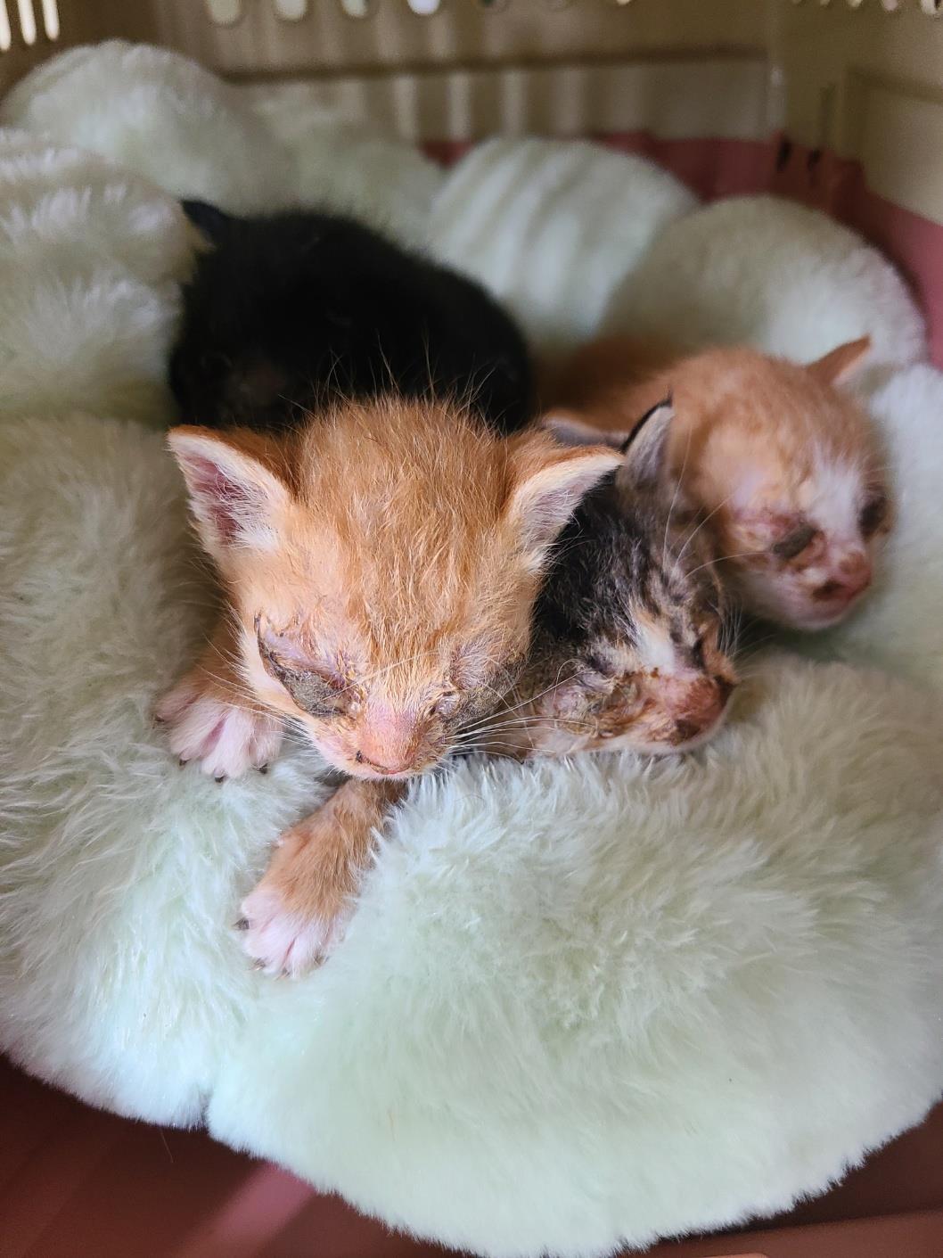 동물보호관리협회_426329202300223