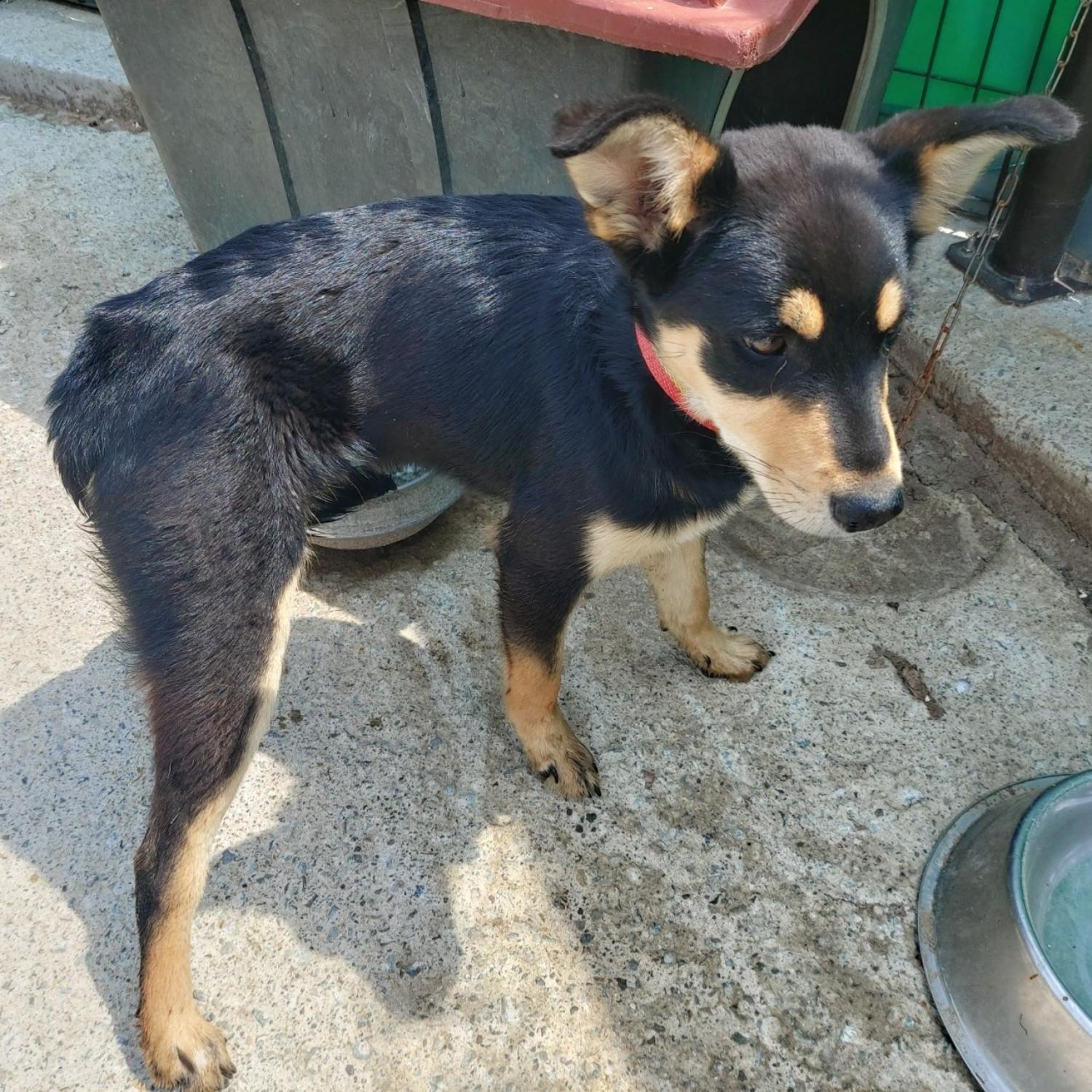 산청동물보호센터_448545202300053