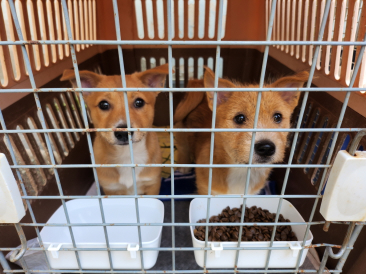 함안군유기동물보호소_448540202300139