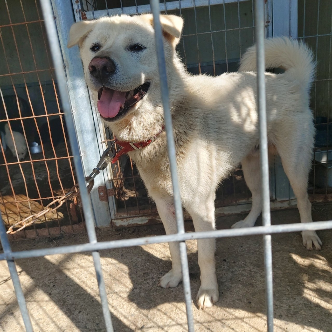 산청동물보호센터_448545202300054