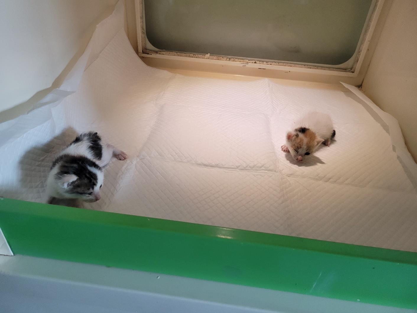 (사)하얀비둘기_426334202300274
