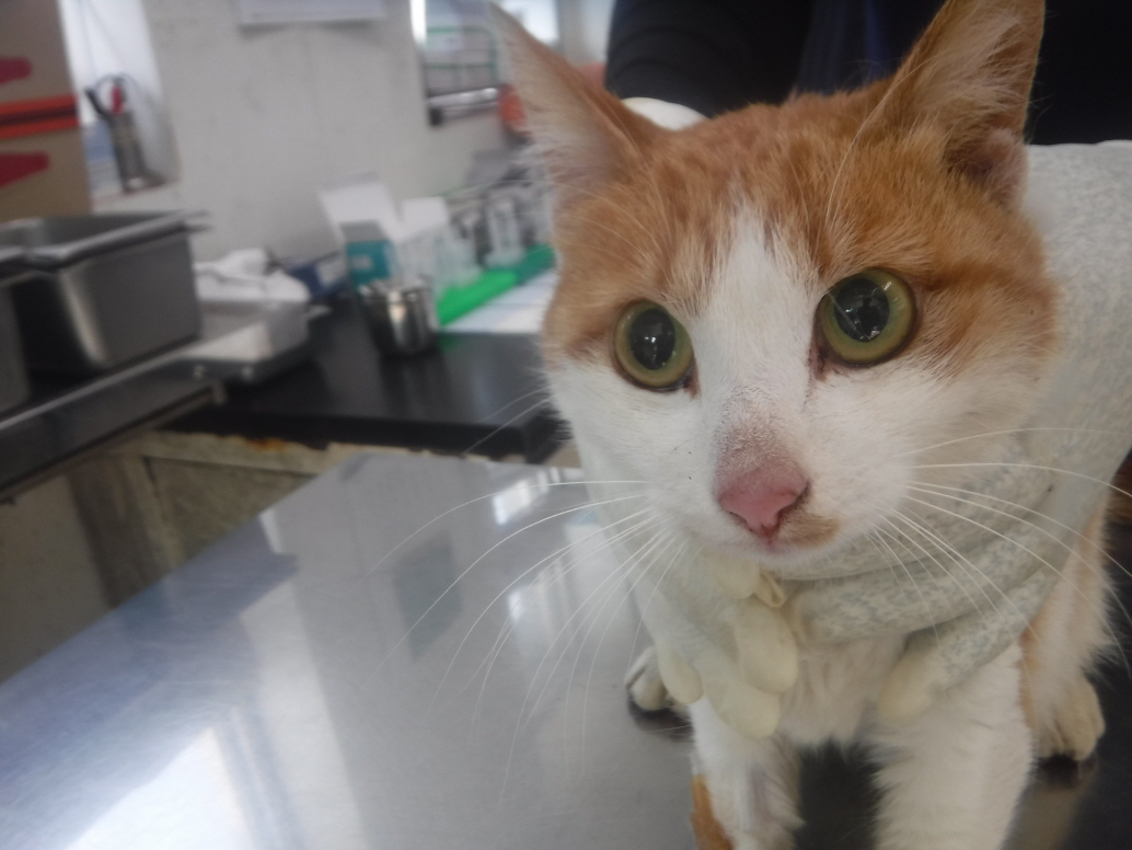제주 동물보호센터_450650202301600