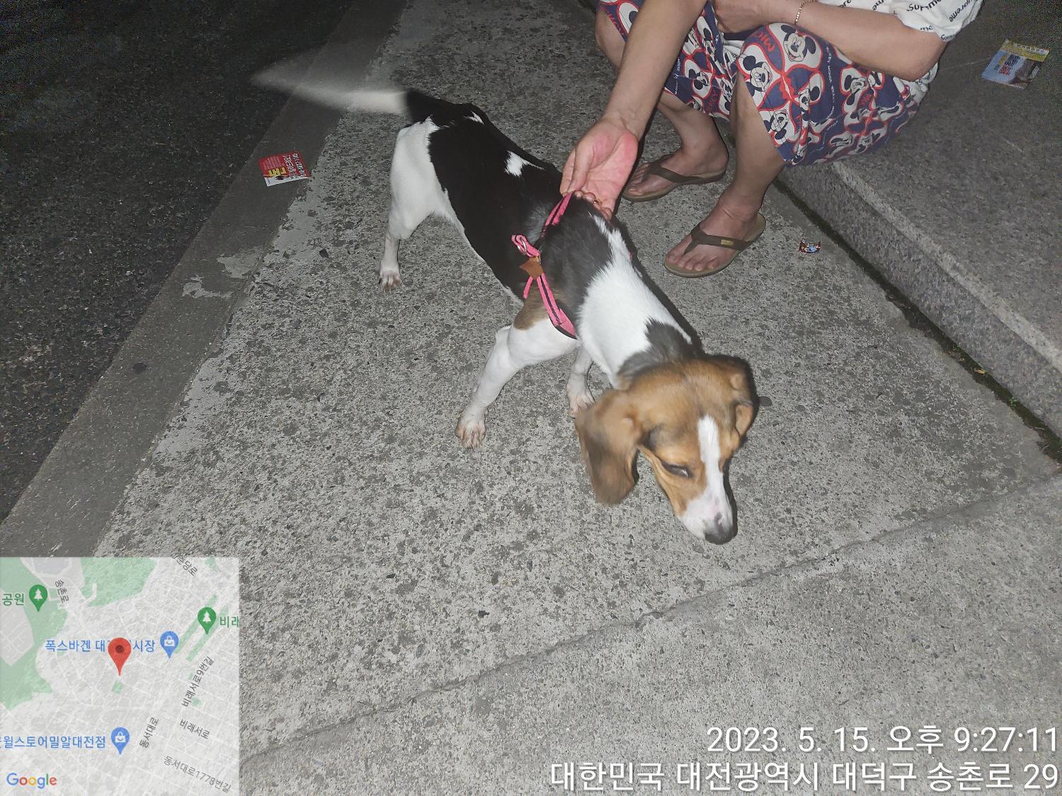 대전동물보호센터_430368202300255
