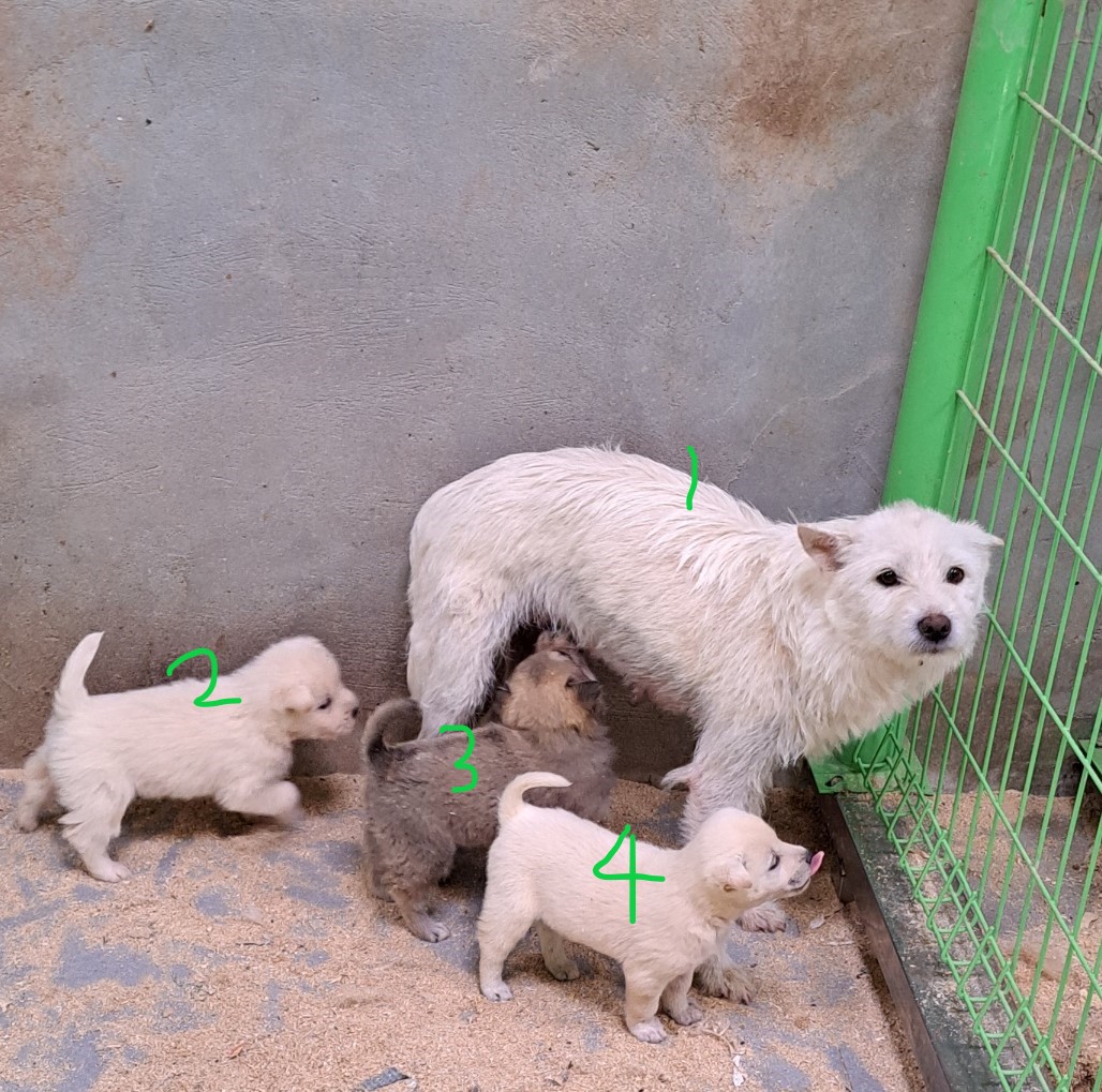울산유기동물보호센터_431373202300490