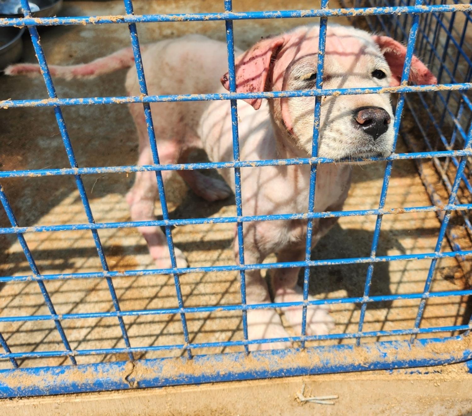 울산유기동물보호센터_431372202300201