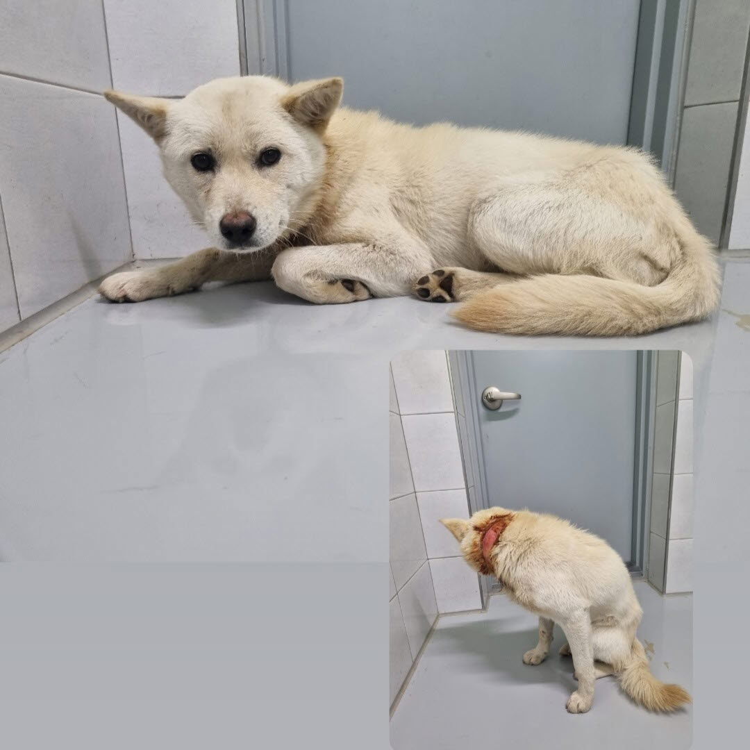아산동물복지지원센터_444452202301078