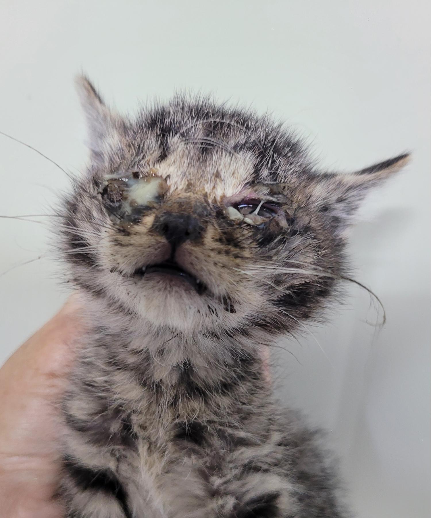 대구유기동물보호센터_427342202300301