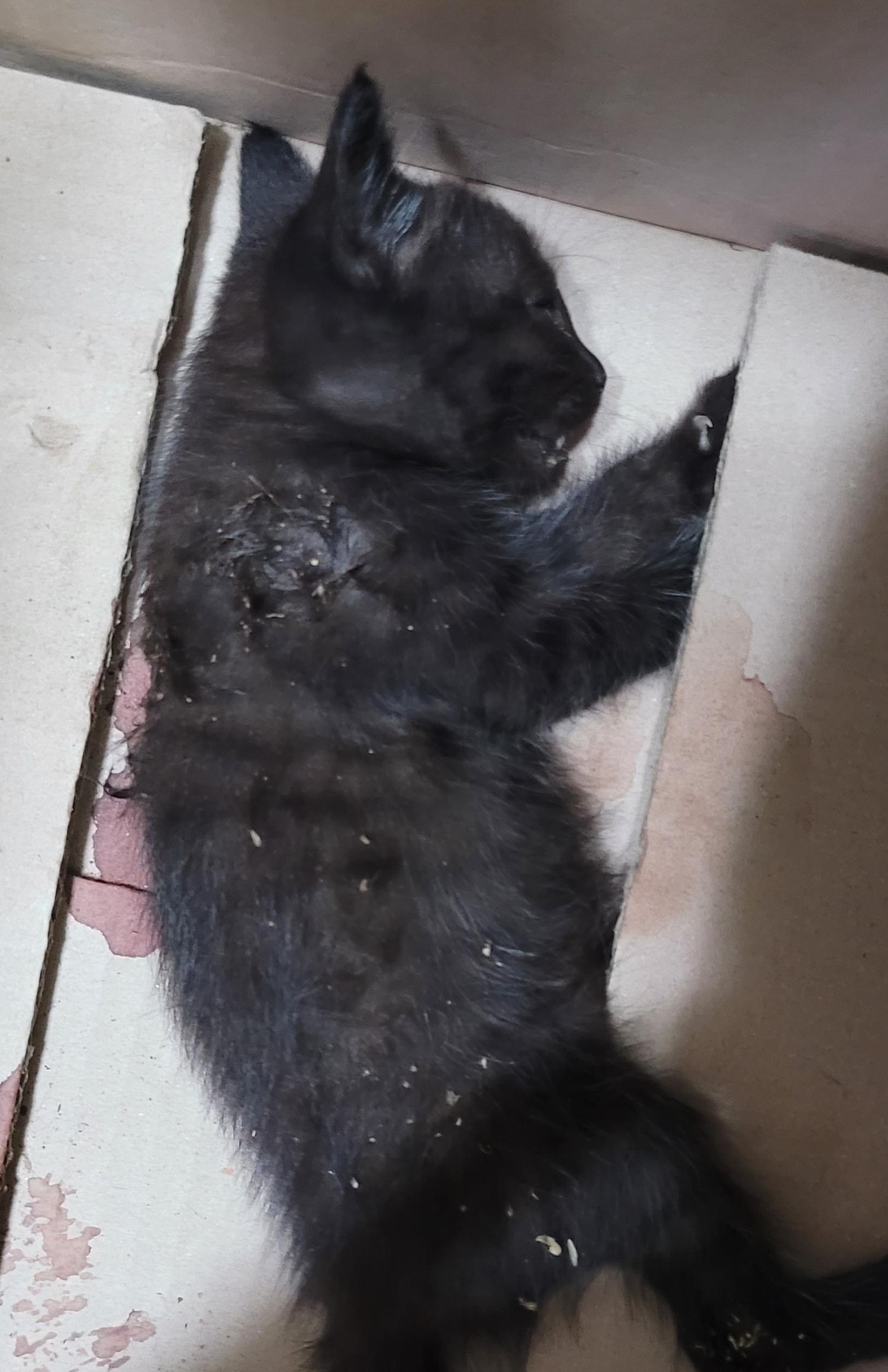 대구유기동물보호센터_427342202300300