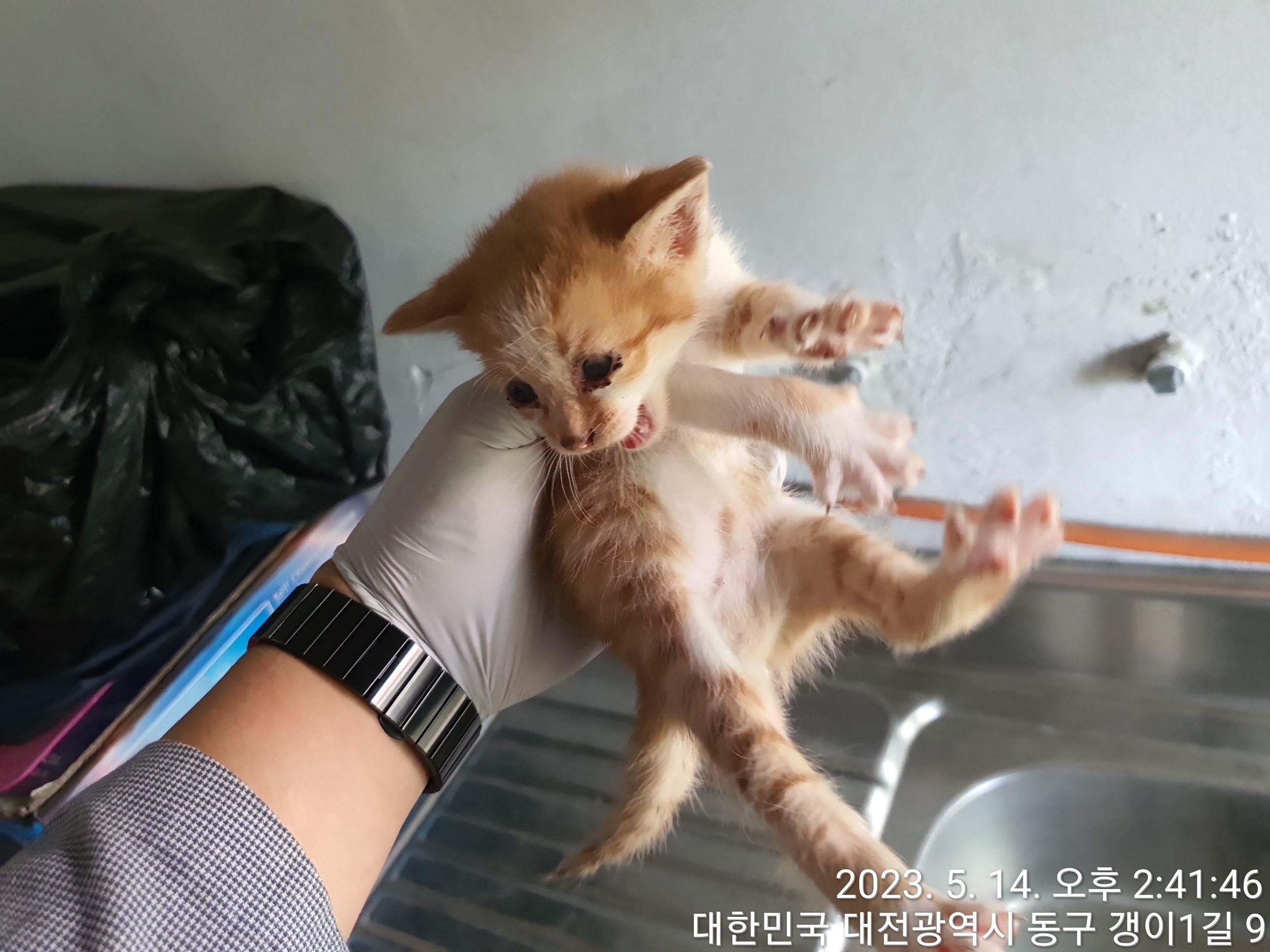 대전동물보호센터_430364202300147