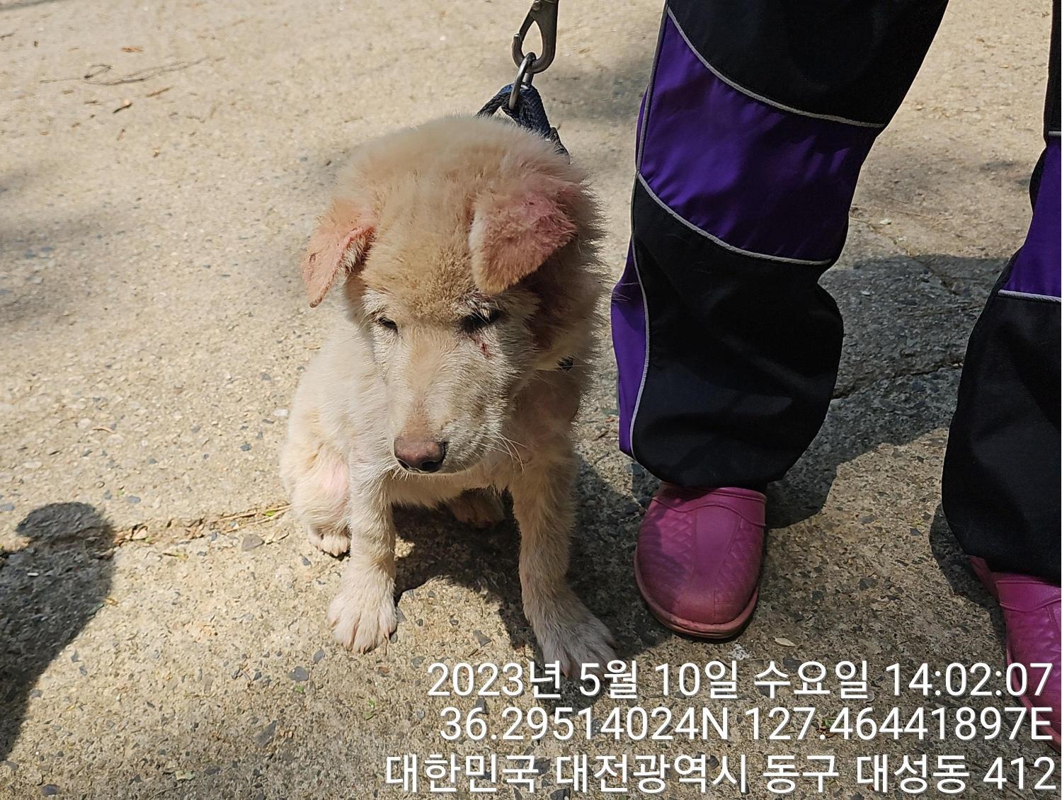 대전동물보호센터_430364202300144
